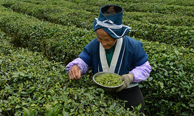 云南普洱春茶迎采摘季 老班章古树春茶将跌价10%至15%
